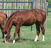 Bellezo and Peppymint Twist Colt 2004