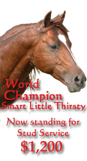Smart Little Thirsty World Champion Stud Service
