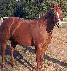 HR Short Wheel Base(Broodmare, 1996)