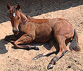 Gorgeous Like A Star basking in the Sun, what a Cutie!