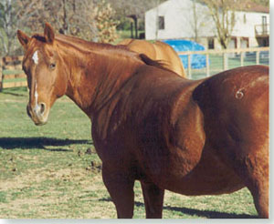 Olena Peppy (Mare, 1985)