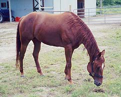 Soldiers First Toy(Broodmare, 1996)